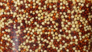 621_MOSTAZAALAANTIGUA_bl1